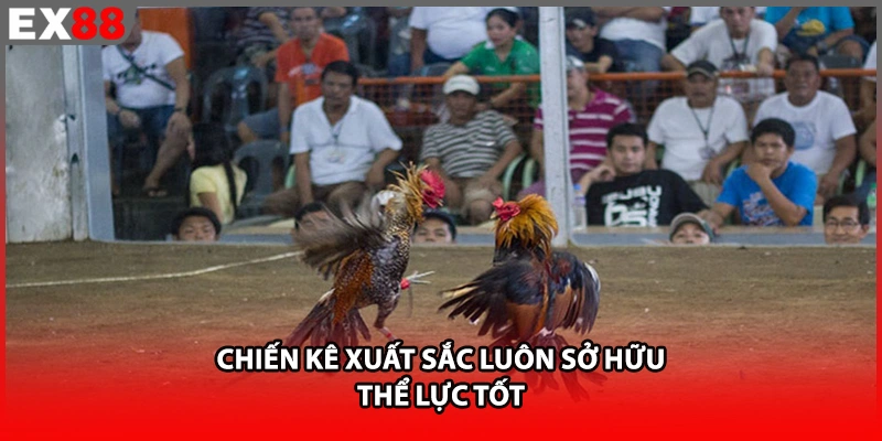 Chiến kê xuất sắc luôn sở hữu thể lực tốt