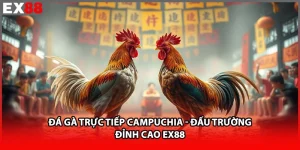 Đá Gà Trực Tiếp Campuchia - Đấu Trường EX88 Đỉnh Cao
