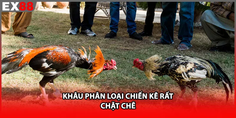 Khâu phân loại chiến kê rất chặt chẽ