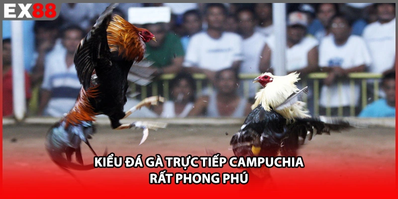 Kiểu đá gà trực tiếp Campuchia rất phong phú