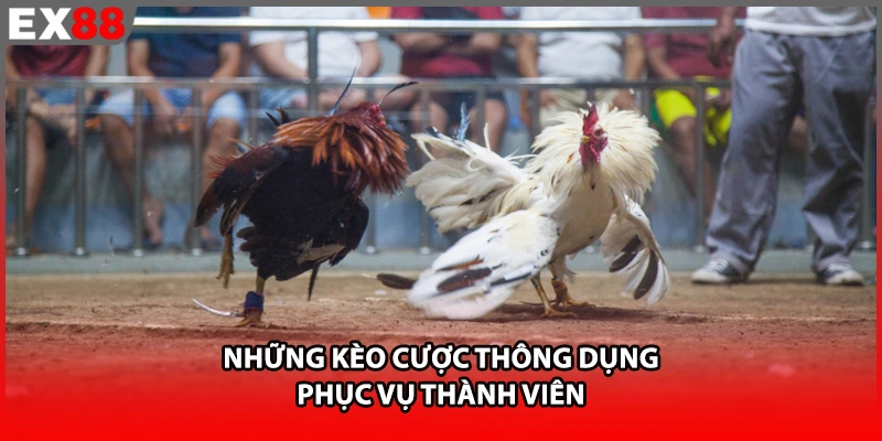 Những kèo cược thông dụng phục vụ thành viên