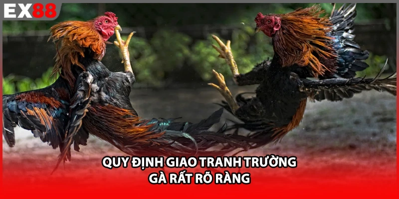 Quy định giao tranh trường gà rất rõ ràng