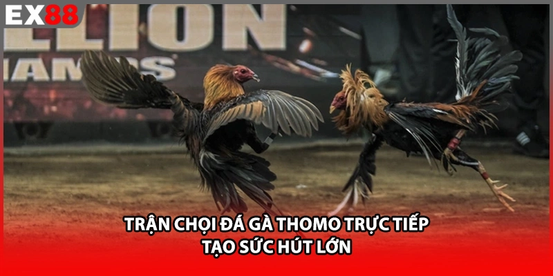 Trận chọi đá gà Thomo trực tiếp tạo sức hút lớn