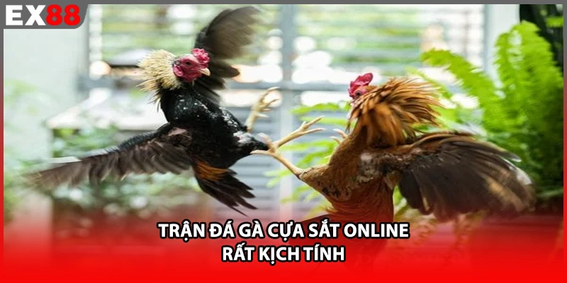 Trận đá gà cựa sắt online rất kịch tính
